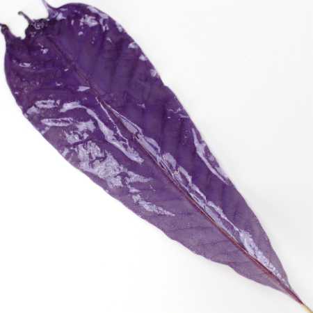 Blatt in Lila