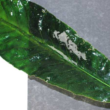 Blatt in Grün
