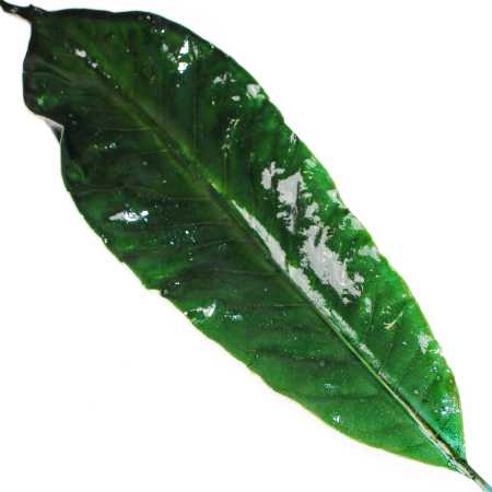 Blatt in Grün