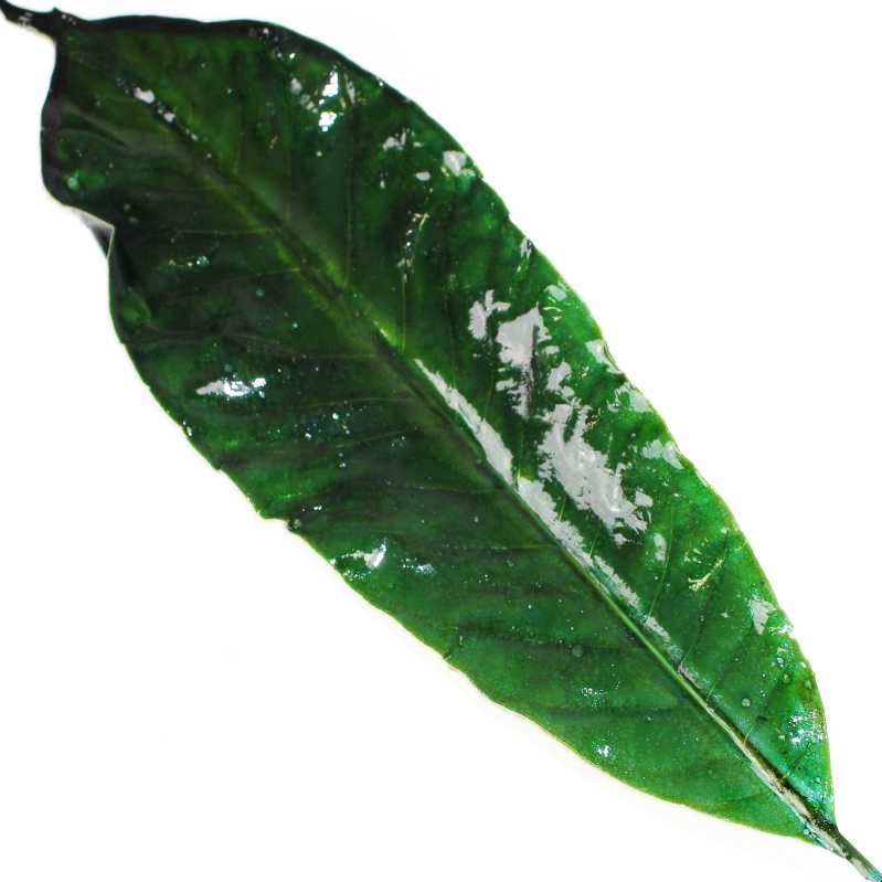 Blatt in Grün